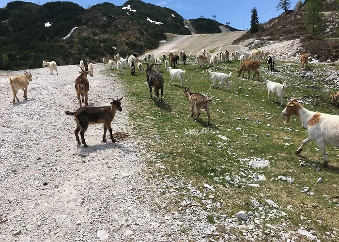 Apartma Neva Appartement